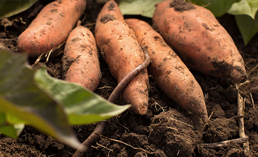 Zoete aardappel in het veld
